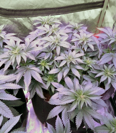Сорт Triple Cheese fem (Barney's Farm) Сорт Triple Cheese fem (Barney's Farm) — изображение 4