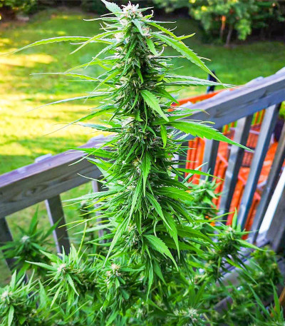 Сорт Tropic Punch fem (Heavyweight Seeds) Сорт Tropic Punch fem (Heavyweight Seeds) — изображение 5