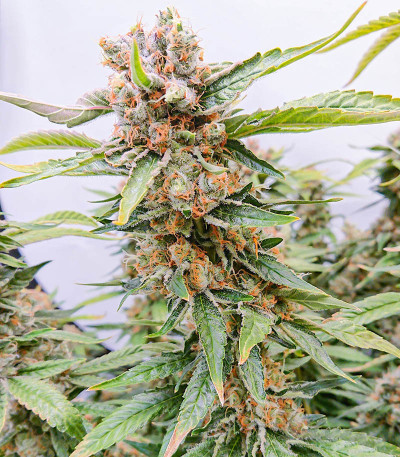 Сорт Tropic Punch fem (Heavyweight Seeds) Сорт Tropic Punch fem (Heavyweight Seeds) — изображение 6