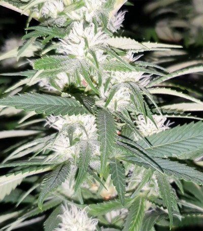 Сорт Tropic Punch fem (Heavyweight Seeds) Сорт Tropic Punch fem (Heavyweight Seeds) — изображение 3