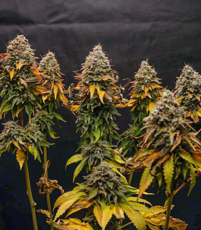 Сорт Watermelon Zkittlez fem (Barney's Farm) Сорт Watermelon Zkittlez fem (Barney's Farm) — изображение 6