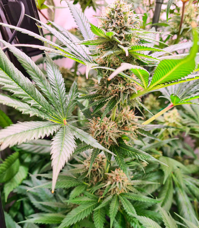 Сорт Watermelon Zkittlez fem (Barney's Farm) Сорт Watermelon Zkittlez fem (Barney's Farm) — изображение 7