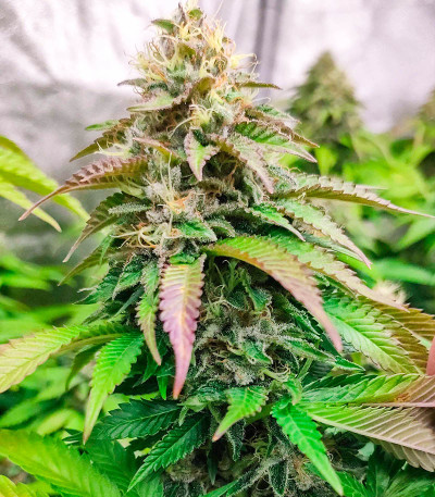 Сорт Watermelon Zkittlez fem (Barney's Farm) Сорт Watermelon Zkittlez fem (Barney's Farm) — изображение 8