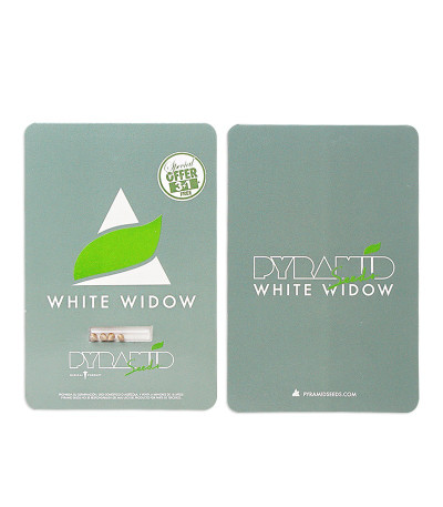 Сорт White Widow fem (Pyramid Seeds) Сорт White Widow fem (Pyramid Seeds) — изображение 2