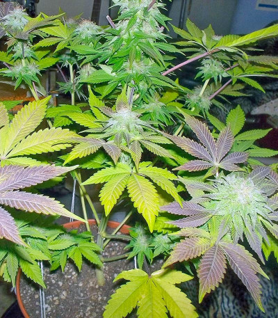 Сорт White Widow fem (Pyramid Seeds) Сорт White Widow fem (Pyramid Seeds) — изображение 3