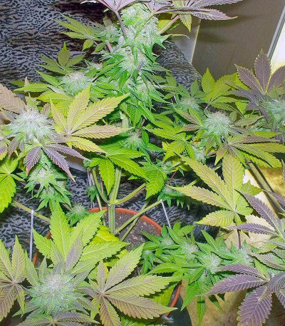 Сорт White Widow fem (Pyramid Seeds) Сорт White Widow fem (Pyramid Seeds) — изображение 4