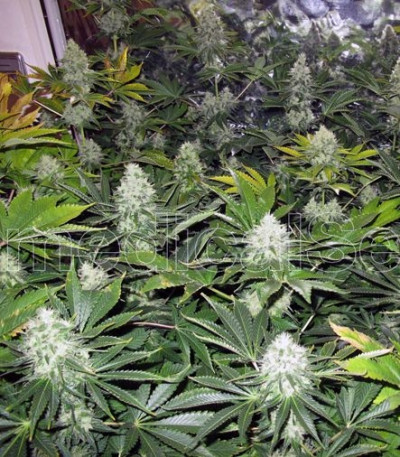 Сорт White Widow fem (Medical Seeds) Сорт White Widow fem (Medical Seeds) — изображение 5
