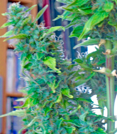 Сорт Wipeout Express auto (Heavyweight Seeds) семена конопли Сорт Wipeout Express auto (Heavyweight Seeds) семена конопли — изображение 3