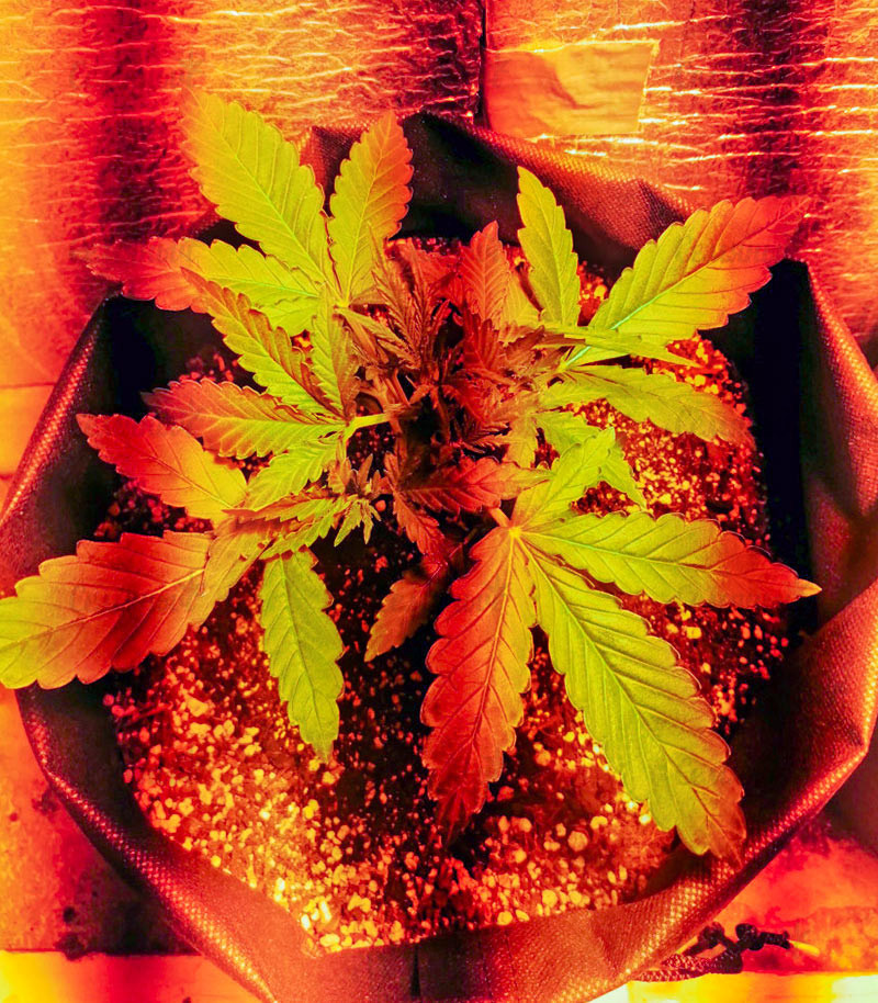 Сорт Zkittlez Auto fem (Cali Buds Seeds) семена конопли Сорт Zkittlez Auto fem (Cali Buds Seeds) семена конопли — изображение 2