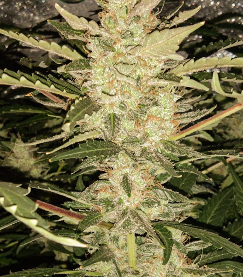 Сорт Zkittlez Auto fem (Cali Buds Seeds) семена конопли Сорт Zkittlez Auto fem (Cali Buds Seeds) семена конопли — изображение 3