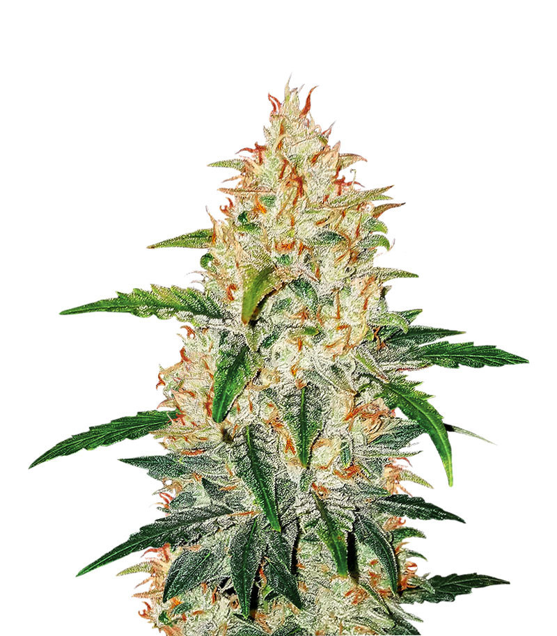 Сорт Zkittlez Auto fem (Cali Buds Seeds) семена конопли Сорт Zkittlez Auto fem (Cali Buds Seeds) семена конопли