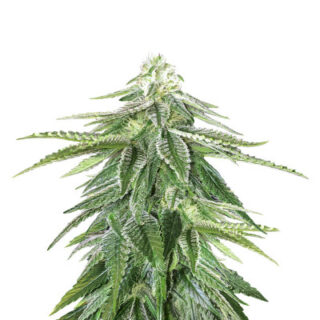 Сорт Zkittzy Gorilla fem (Original Sensible Seeds) Сорт Zkittzy Gorilla fem (Original Sensible Seeds)