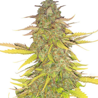 Сорт Acid Rain Autoflower (LSD) fem (Easy Grow Seeds)