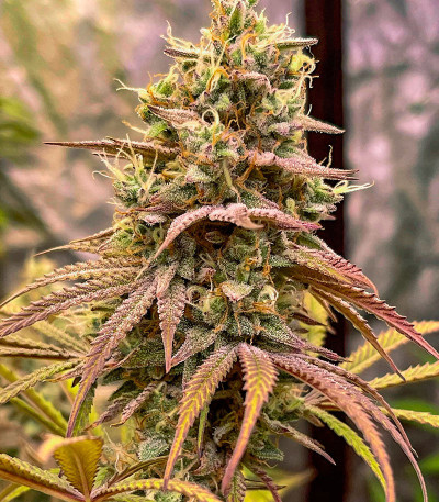 Сорт Blueberry Muffin fem (Humboldt Seed Company) Сорт Blueberry Muffin fem (Humboldt Seed Company) — изображение 6