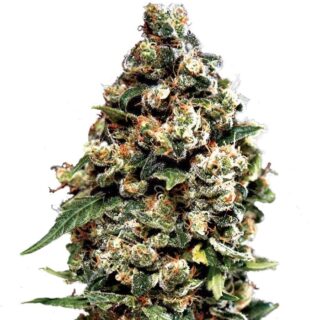 Сорт Jack Herer Auto fem (GHS) Сорт Jack Herer Auto fem (GHS)