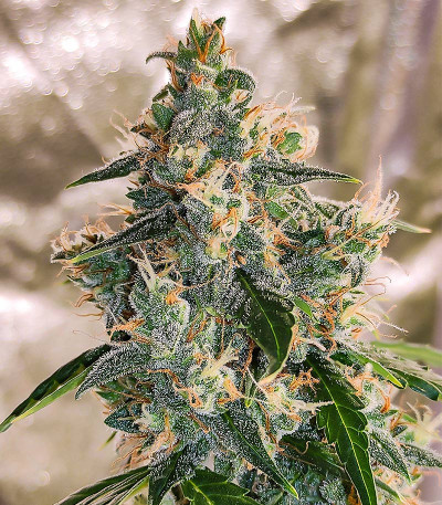 Сорт Wedding Cake Autoflower fem (Easy Grow Seeds) Сорт Wedding Cake Autoflower fem (Easy Grow Seeds) — изображение 5