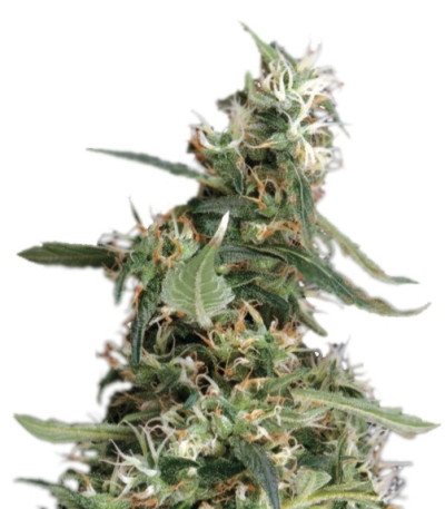 Сорт Arjan's Ultra Haze #1 fem (GHS) Сорт Arjan's Ultra Haze #1 fem (GHS)