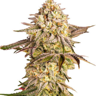 Сорт Blue Sunset Sherbert fem (Barney's Farm) Сорт Blue Sunset Sherbert fem (Barney's Farm)