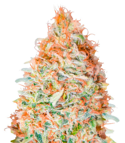Сорт Banana Cookies fem (Advanced Seeds) Сорт Banana Cookies fem (Advanced Seeds)