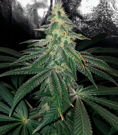 Сорт Bubba Slush fem (GHS) Сорт Bubba Slush fem (GHS) — изображение 4