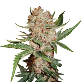 Сорт Bubblelicious Automatic fem (Nirvana Seeds)