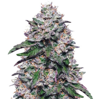 Сорт Cookies USA fem (Pyramid Seeds) Сорт Cookies USA fem (Pyramid Seeds)
