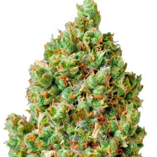 Сорт Critical Kush fem (Barney's Farm)