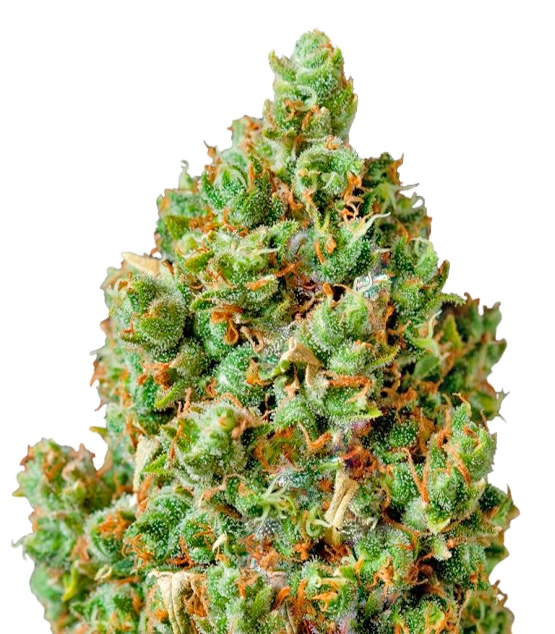 Сорт Critical Kush fem (Barney's Farm) Сорт Critical Kush fem (Barney's Farm)