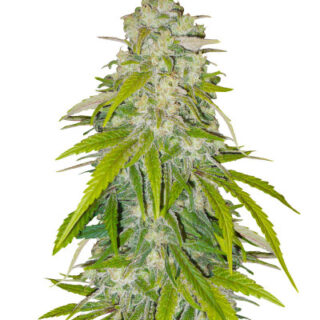 Сорт Critical XXL fem (Herbies Seeds)