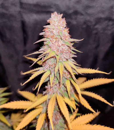Сорт Gelato 242 fem (Medical Seeds) Сорт Gelato 242 fem (Medical Seeds) — изображение 5