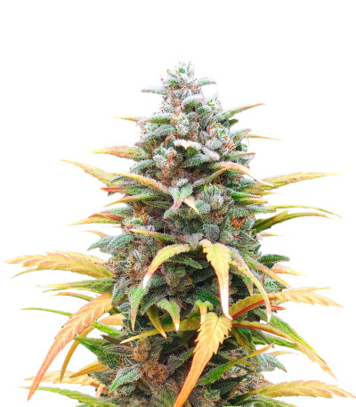 Сорт Auto Mix Pack #1 fem (Herbies Seeds) Сорт Auto Mix Pack #1 fem (Herbies Seeds) — изображение 3