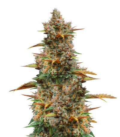 Сорт Godzilla Cookies Auto fem (Herbies Seeds) Сорт Godzilla Cookies Auto fem (Herbies Seeds)