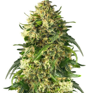 Сорт Ice Cream Ghost Train fem (Cali Buds Seeds)