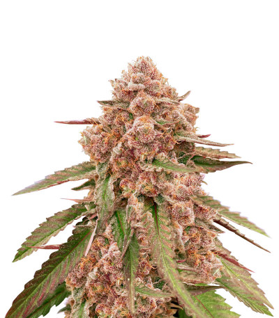 Сорт King's Juice fem (GHS) Сорт King's Juice fem (GHS)