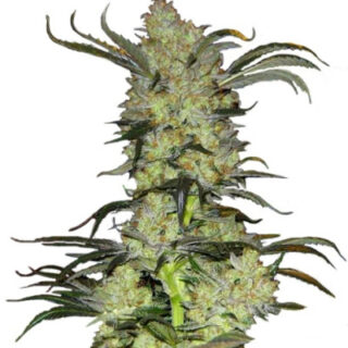 Сорт King’s Kush fem (GHS)