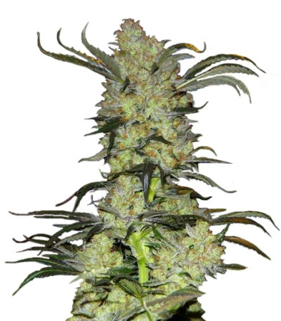Сорт King’s Kush fem (GHS) Сорт King’s Kush fem (GHS)