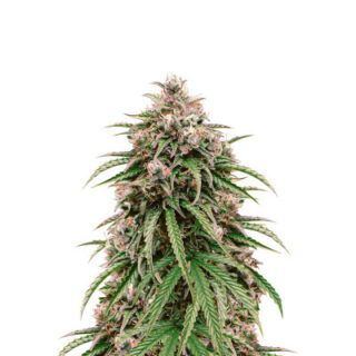 Сорт LSD Auto fem (Barney's Farm)