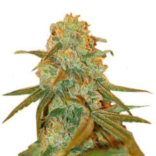 Сорт Lemon Skunk fem (GHS)