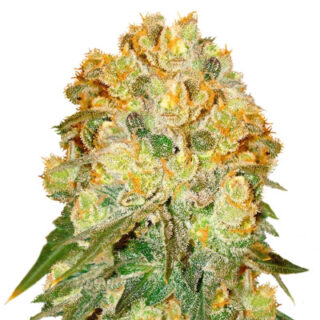 Сорт Marmalate fem (Delicious Seeds) Сорт Marmalate fem (Delicious Seeds)