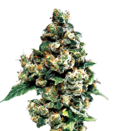 Сорт Jack Herer fem (GHS) Сорт Jack Herer fem (GHS)