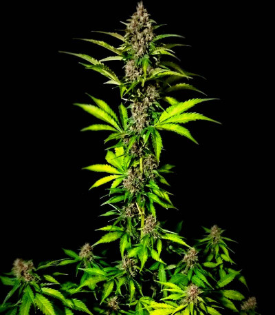 Сорт Punch Gelato #33 Auto fem (Cali Buds Seeds) Сорт Punch Gelato #33 Auto fem (Cali Buds Seeds) — изображение 5