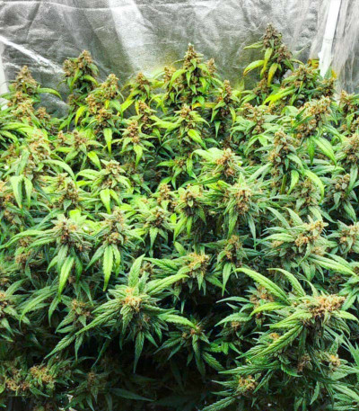Сорт Punch Gelato #33 Auto fem (Cali Buds Seeds) Сорт Punch Gelato #33 Auto fem (Cali Buds Seeds) — изображение 6