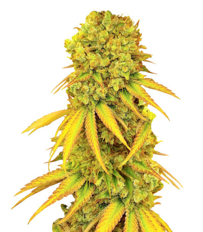 Сорт Pellezino Cookies fem (Original Sensible Seeds) Сорт Pellezino Cookies fem (Original Sensible Seeds)