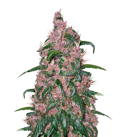 Сорт Auto Mix Pack #1 fem (Herbies Seeds) Сорт Auto Mix Pack #1 fem (Herbies Seeds) — изображение 5
