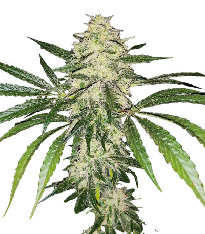 Сорт Sherbet Cuvee Cookies fem (Cali Buds Seeds) Сорт Sherbet Cuvee Cookies fem (Cali Buds Seeds)
