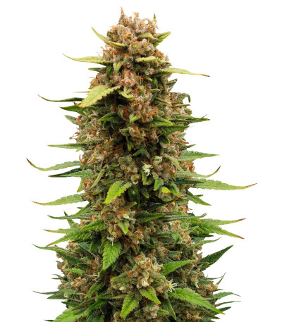 Сорт Sour Jealousy Auto fem (FastBuds) Сорт Sour Jealousy Auto fem (FastBuds)