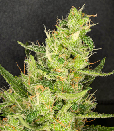 Сорт Sugar Black Rose Early Version fem (Delicious Seeds) Сорт Sugar Black Rose Early Version fem (Delicious Seeds) — изображение 5