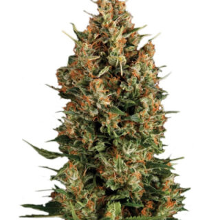 Сорт Wembley fem (Pyramid Seeds)