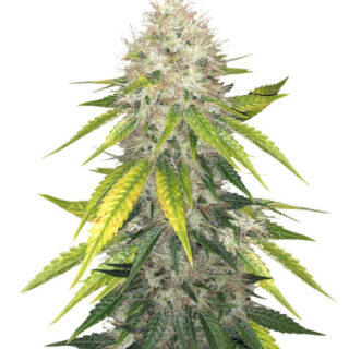 Сорт Za-Za OG fem (Herbies Seeds)