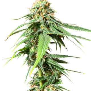 Сорт AFS Princess fem (AlphaFem Seeds)